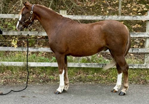 Thistledown Air Cadet