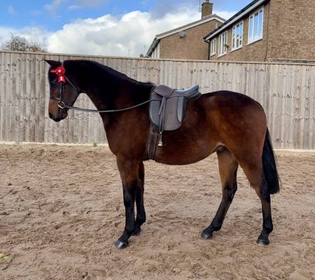 Thistledown Aristocrat