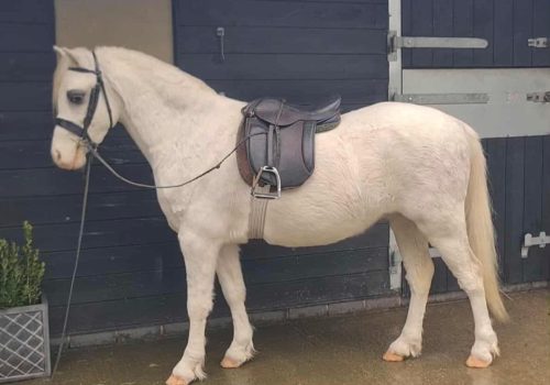 Thistledown Chancellor 