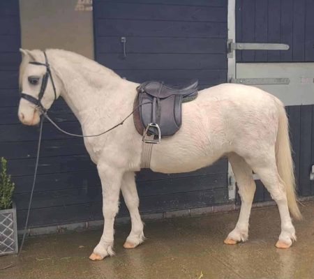 Thistledown Chancellor 