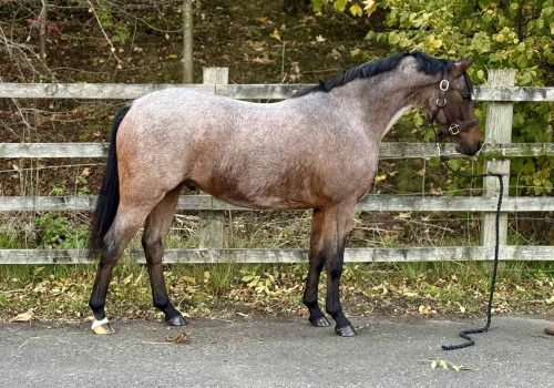 Thistledown Dance of the Sugar Plum Fairy (1)