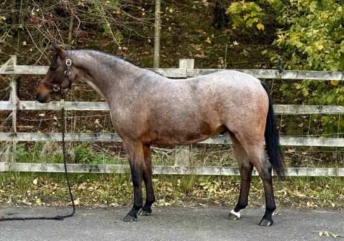 Thistledown Dance of the Sugar Plum Fairy (2)