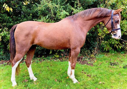 Thistledown Joyce (1)