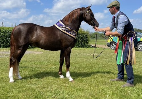 Thistledown King of Theives (1)