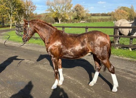 Thistledown Kingdom of Gold