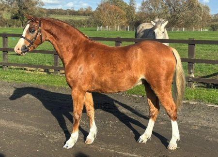 Thistledown Kingdon of Gold