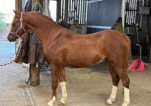 Thistledown Kingdon of Gold