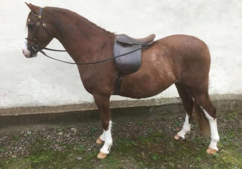 Thistledown Kingfisher