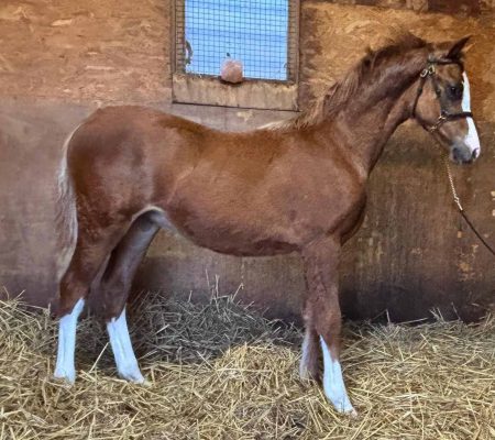Thistledown Kings Cross