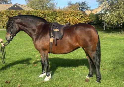 Thistledown Pussy Cat