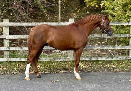 Thistledown Sheer Rock (1)