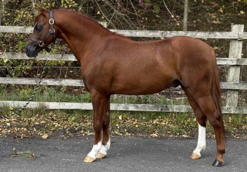 Thistledown Sheer Rock (2)