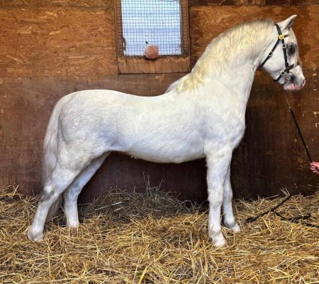 Thistledown Sprig of heather