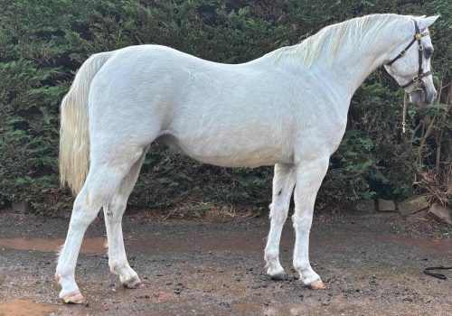 Thistledown rainmaker