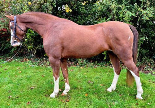 Thistledowon Joyce (2)