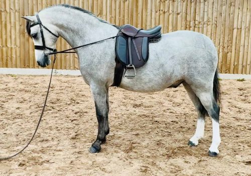 Thistledwon Blue Grass