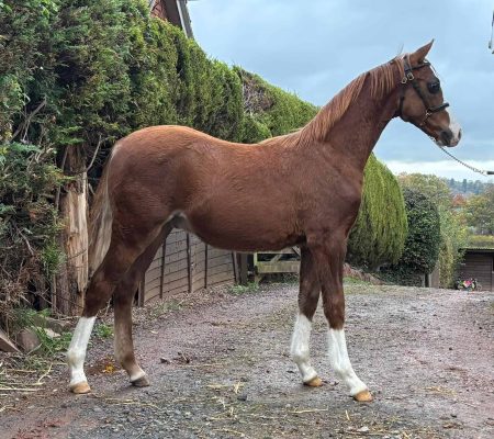Thistledwon Pearly King